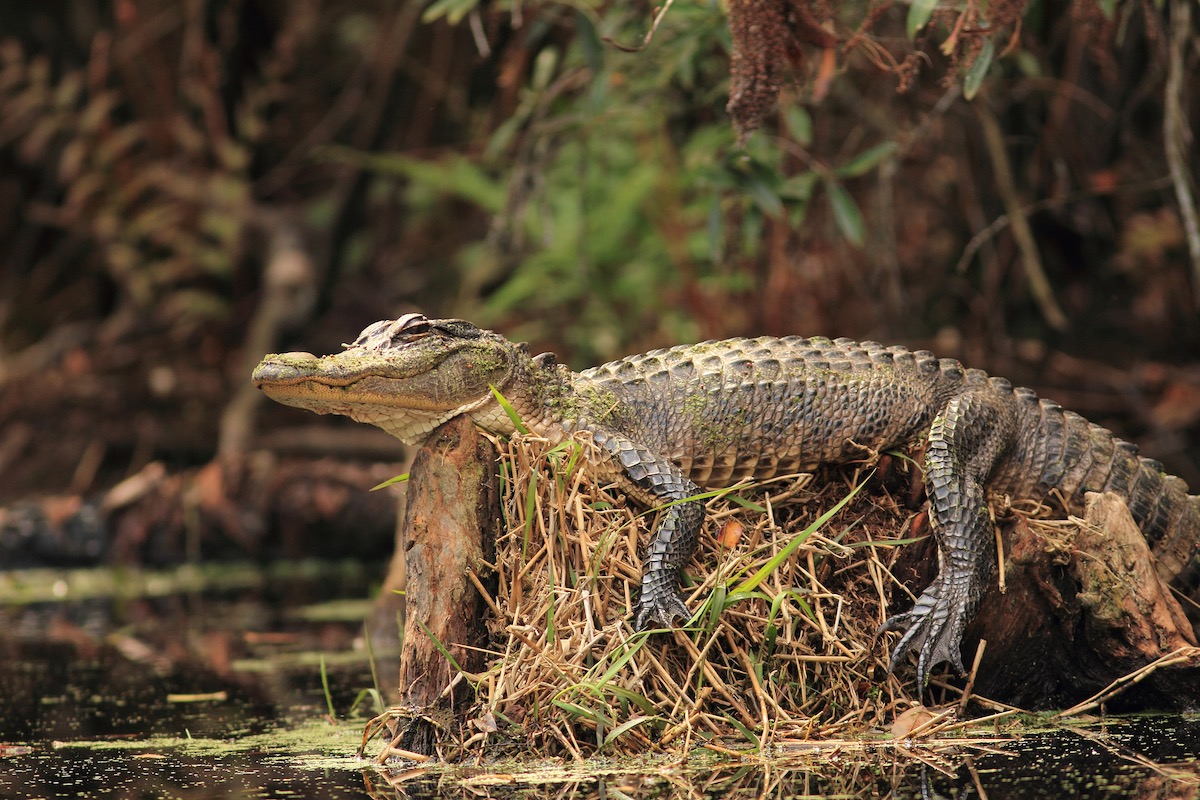 Alligator in the Okefenokee