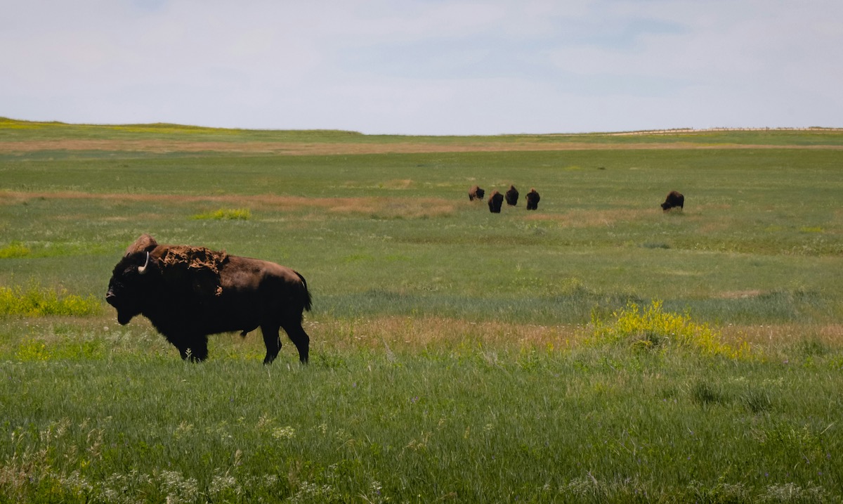 Bison in a prairie