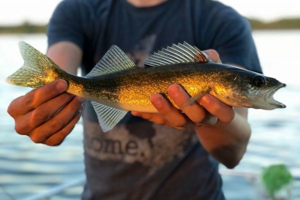 Teen holds Walleye fish