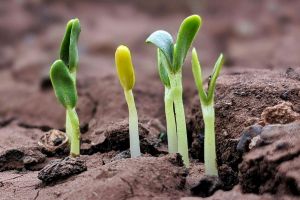 Seedlings