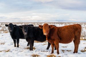 Cows in forzen field